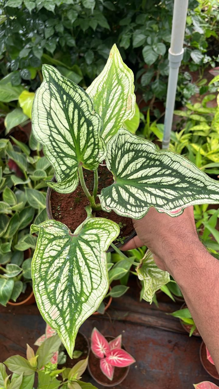 Caladium C06