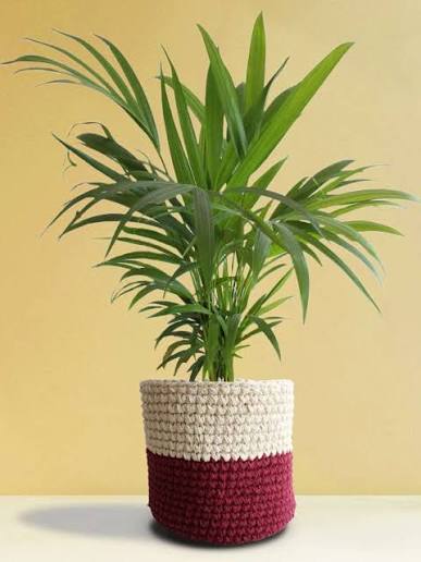 Areca Palm Bushy Plant