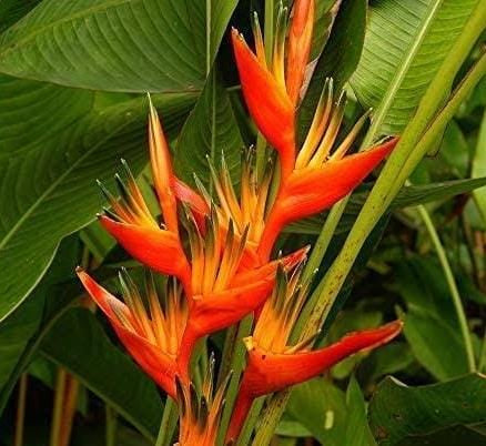 Heliconia Guyana