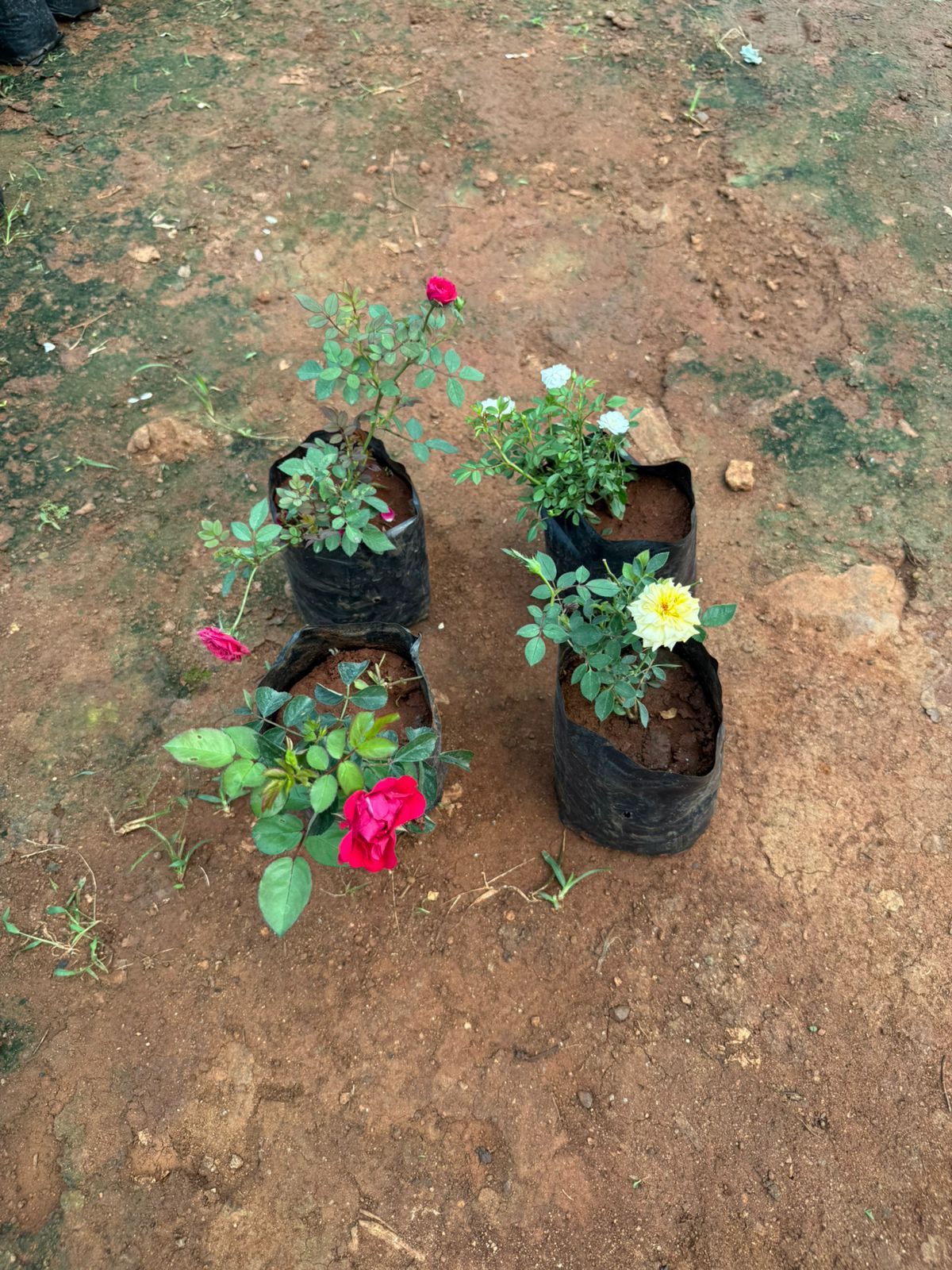 Own Rooted Rose Combo(4 varieties)