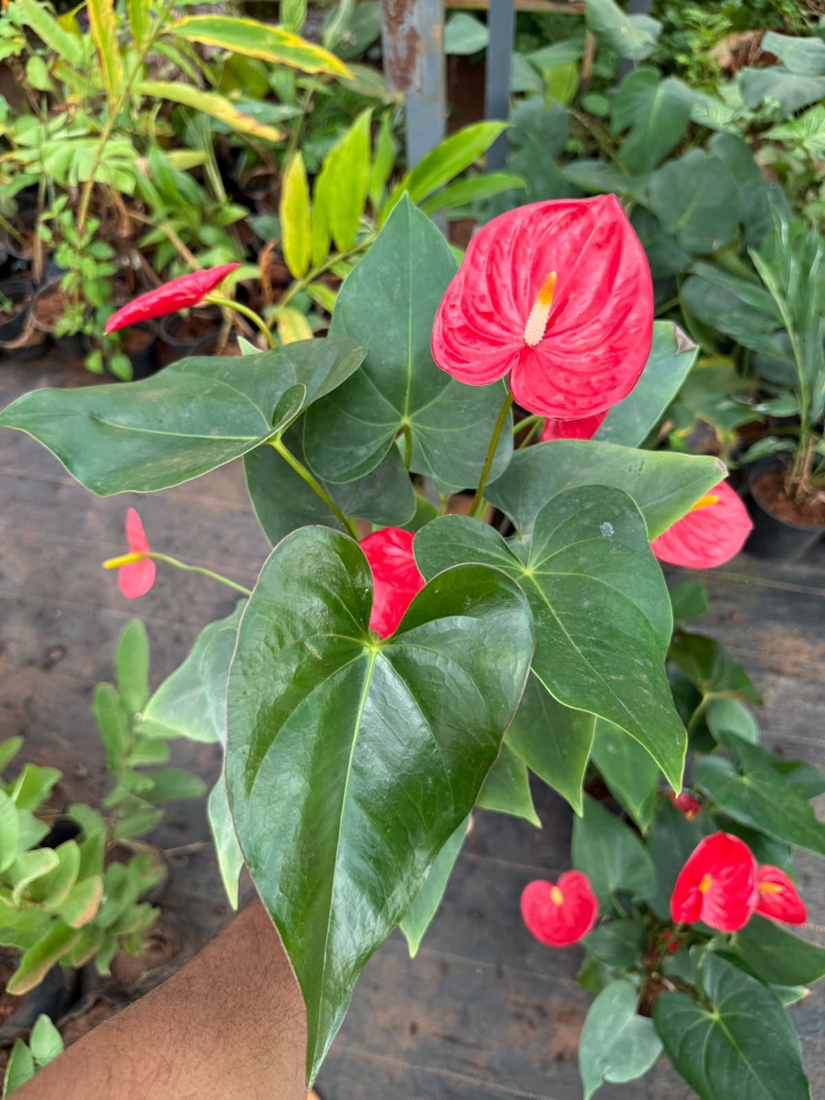 Anthurium Red (Double Shoot)