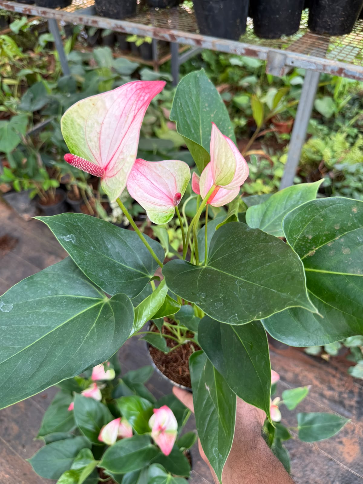 Anthurium Double colour (Double Shoot)