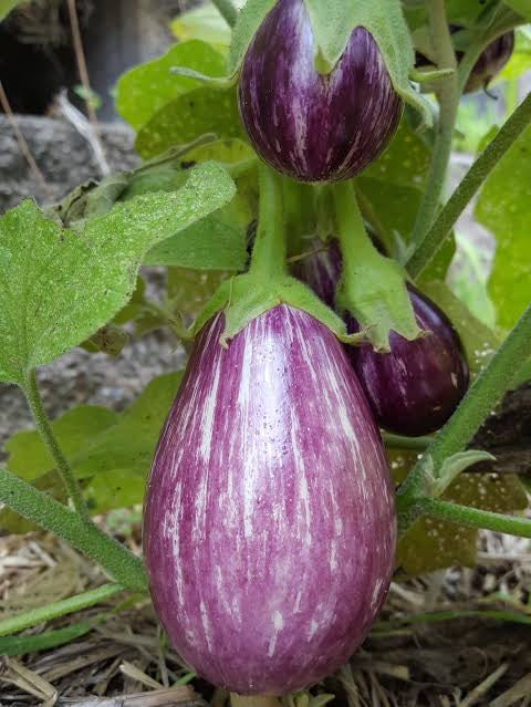 Brinjal Round Violet(ഉണ്ട വഴുതന)seed