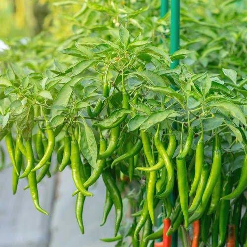Shatavari Green Chilli seed