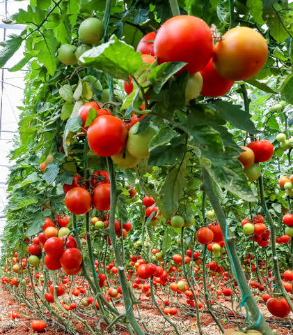 Tomato seed