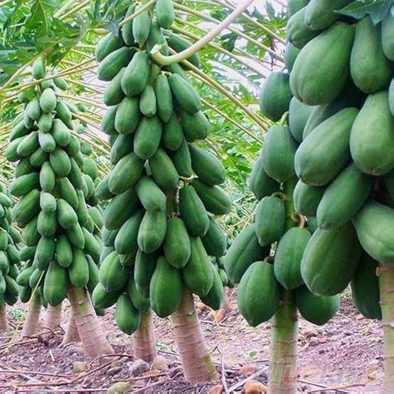 Papaya Dwarf Seed