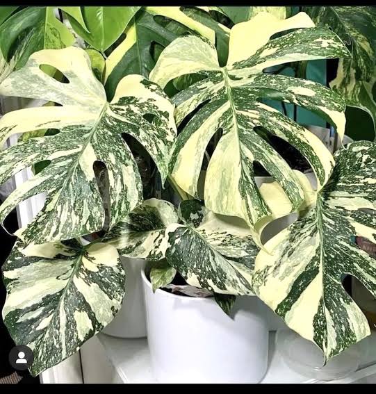 monstera deliciosa india Monstera Thai Constellation(Small Size) – Homely Feel Gardens