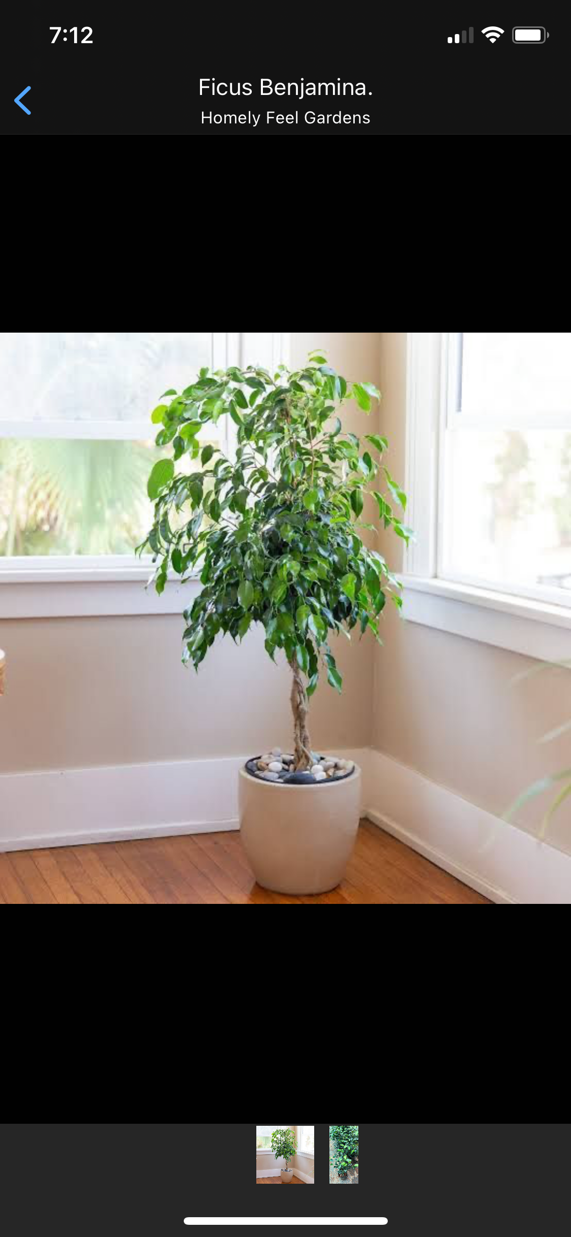 Ficus Benjamina.