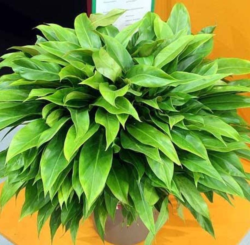 Philodendron Little Phil