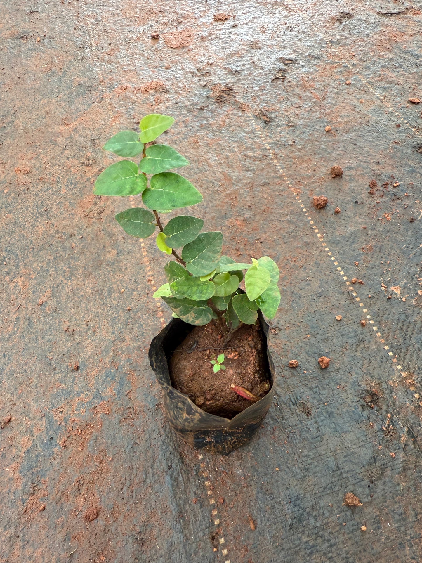 Creeping Fig(Ficus Pumila)