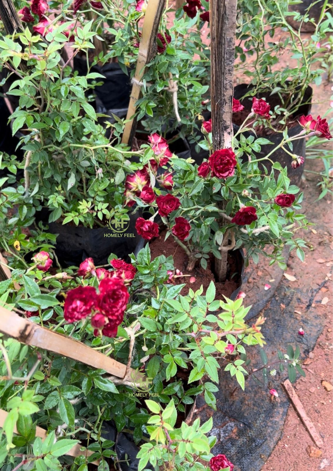 Creeper Rose Red(Own Rooted)