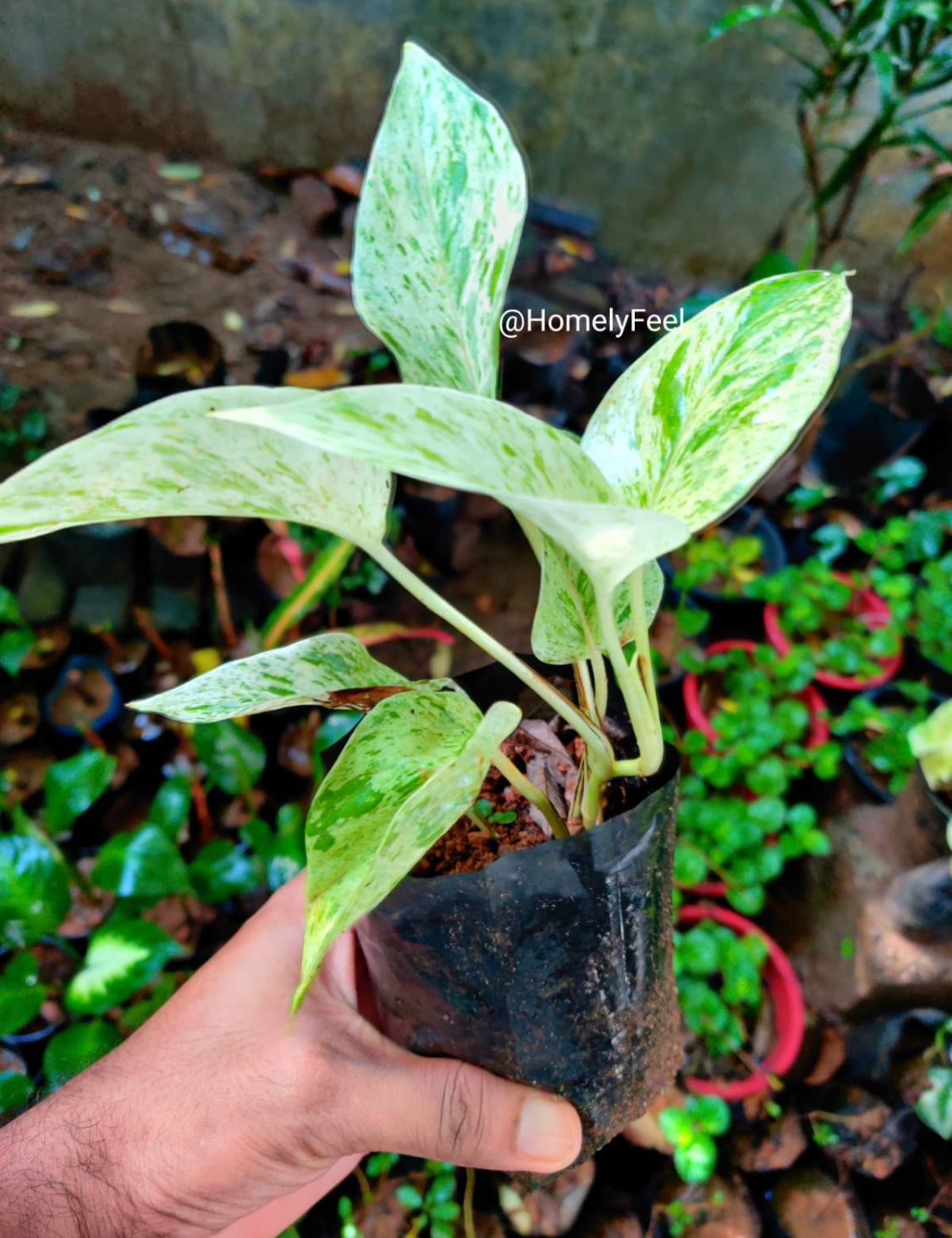 Marble Pothos(single shoot)