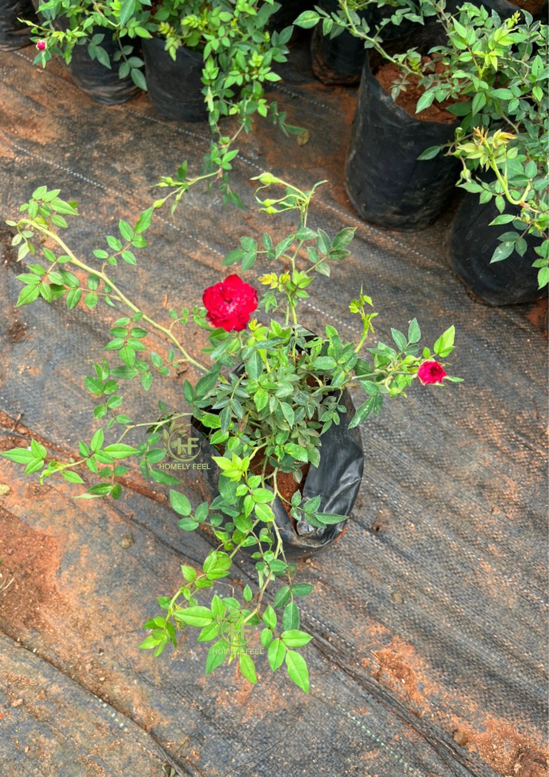 Creeper Rose Red(Own Rooted)