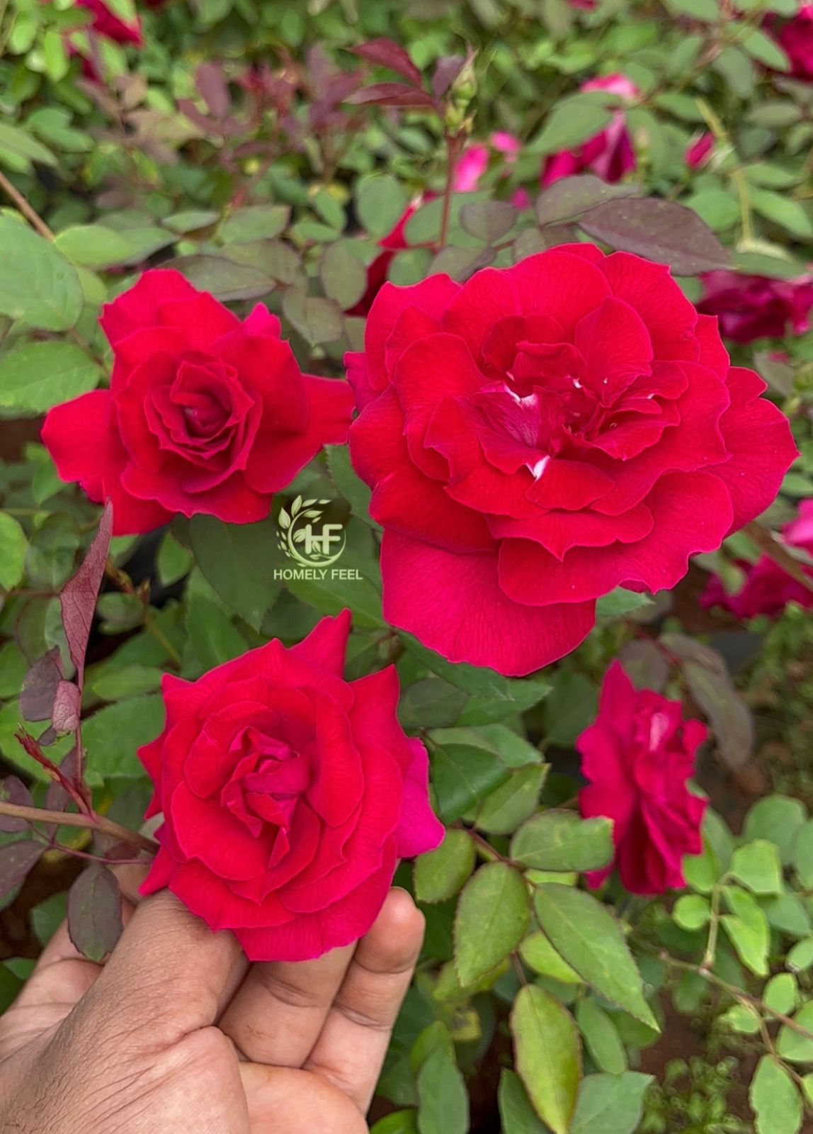 Kashmir Rose(Own Rooted)