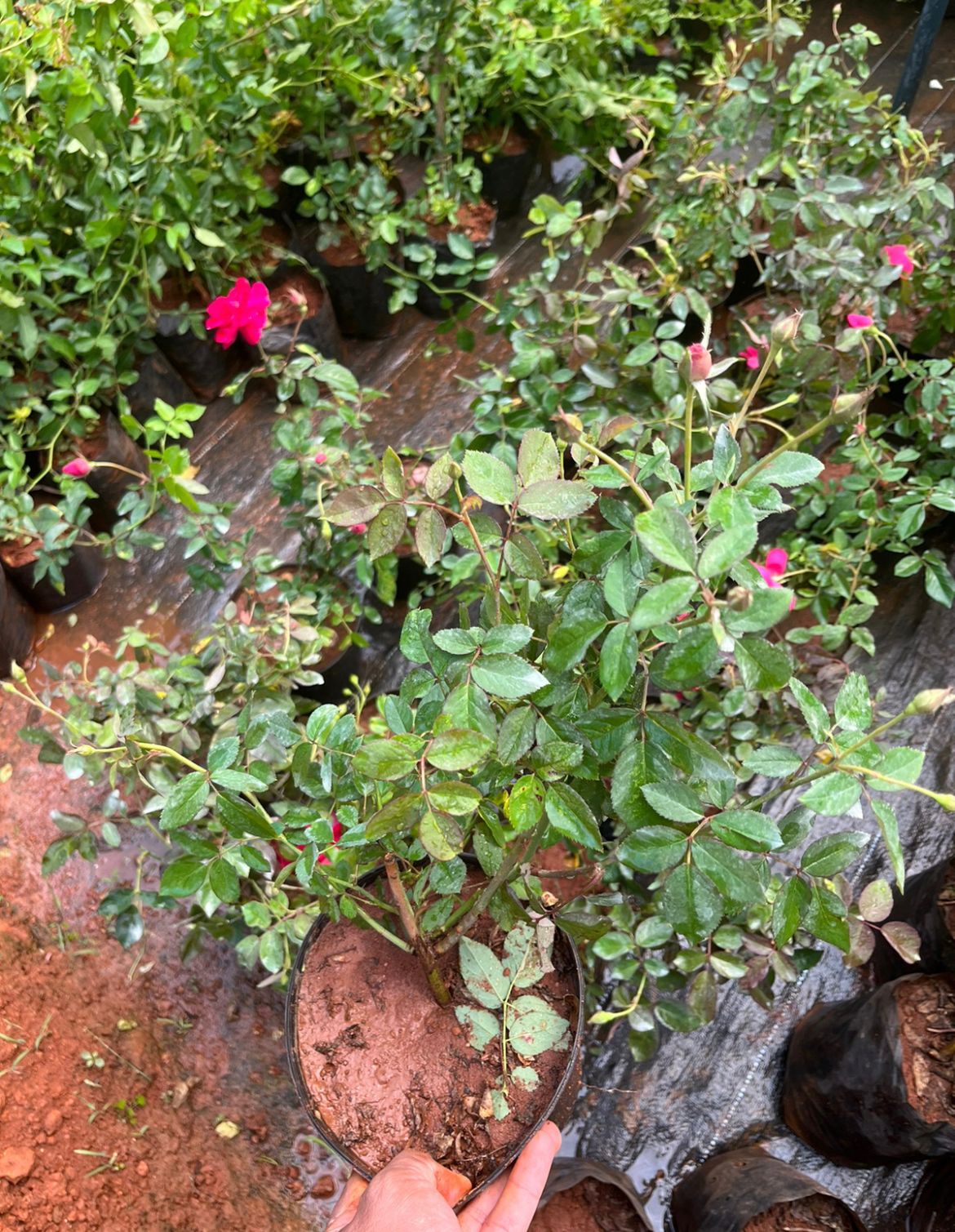 Kashmir Rose(Own Rooted)