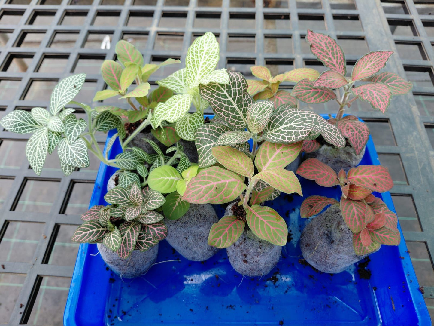 Fittonia Combo(10 Varieties )