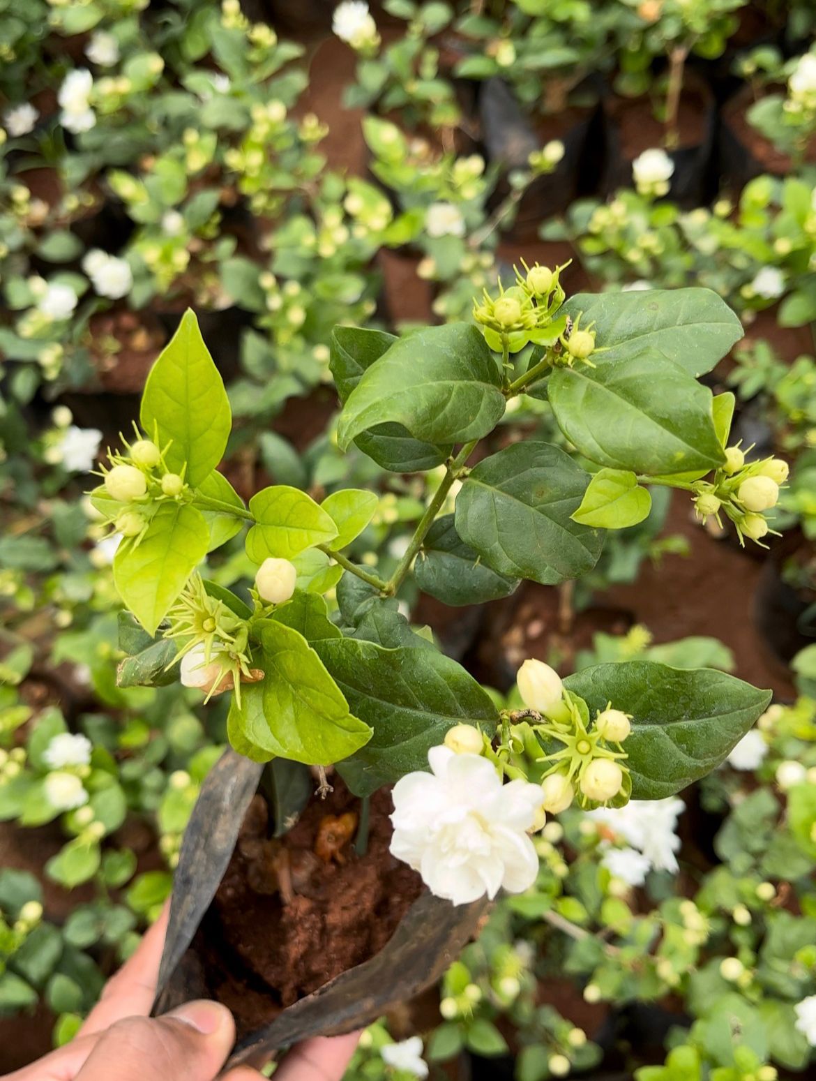 Double Layer Jasmine (3 plants combo)