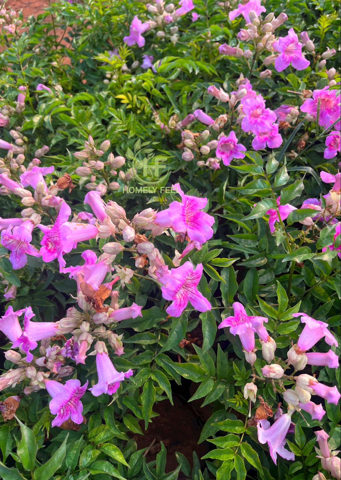 Pink Trumpet vine/Tecoma Pink