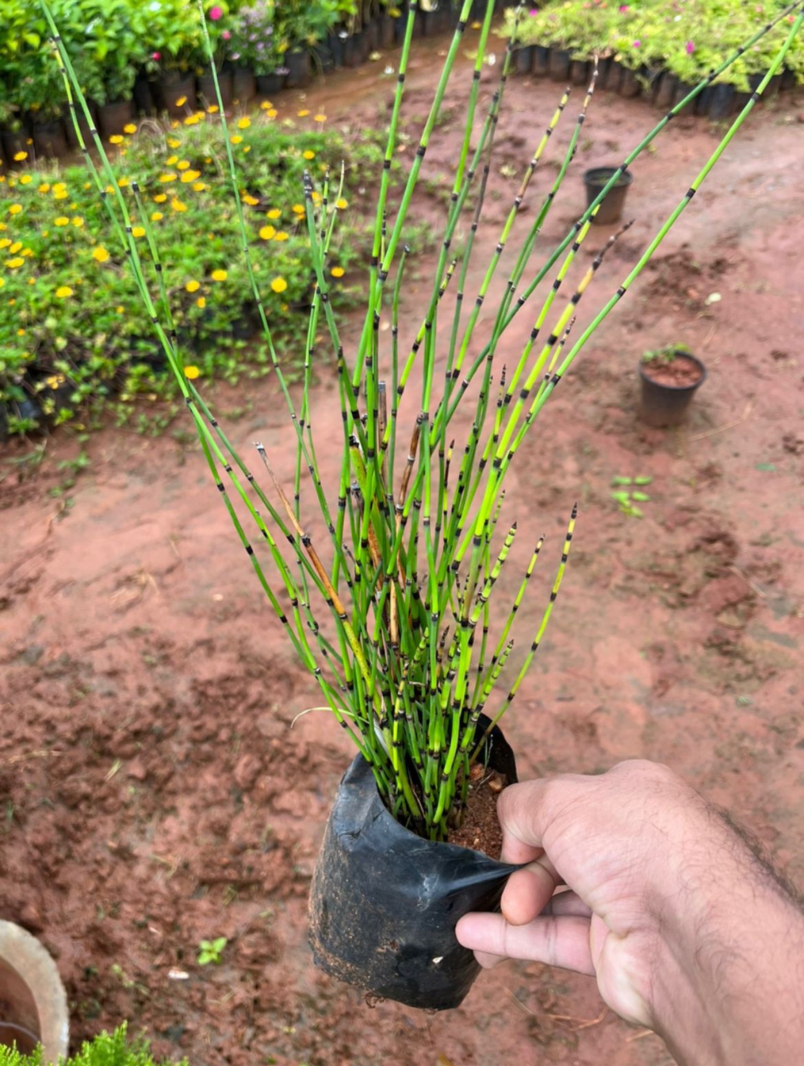 Water Bamboo