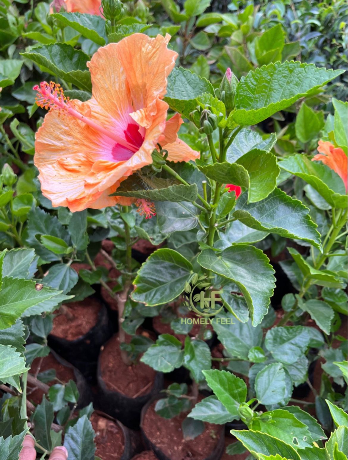 Hibiscus Mandarin Wind