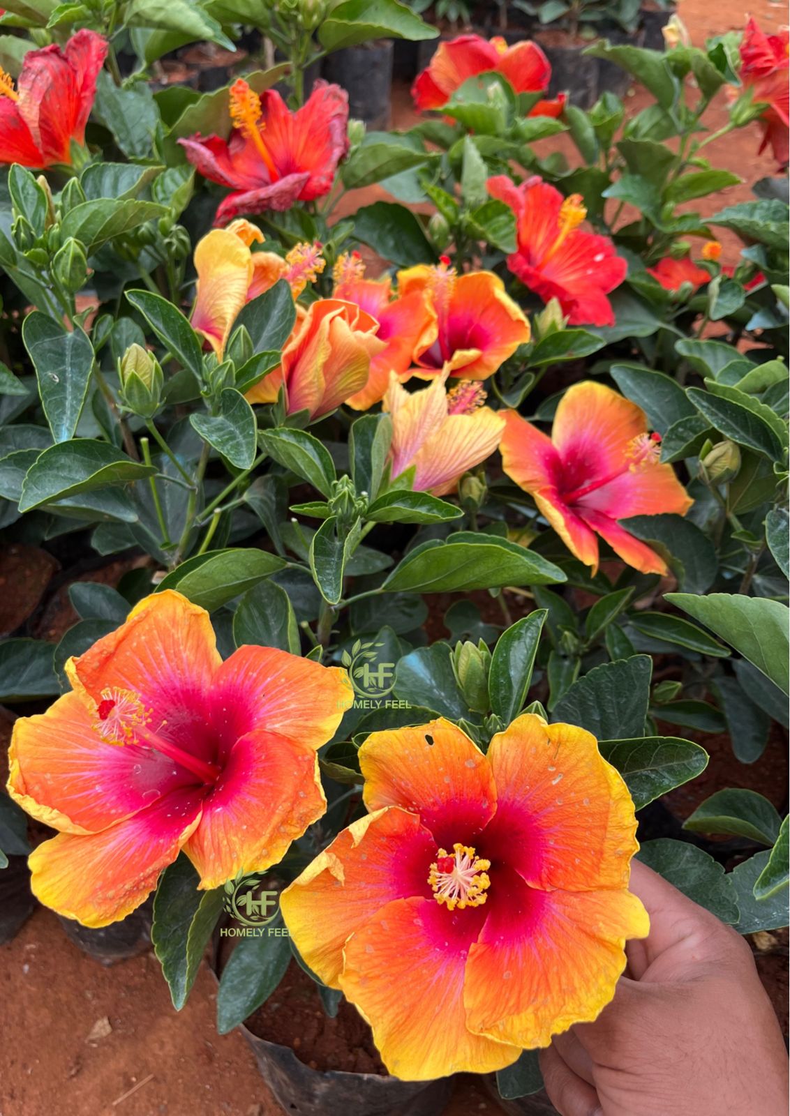 Hibiscus Royal Fiesta Hybrid