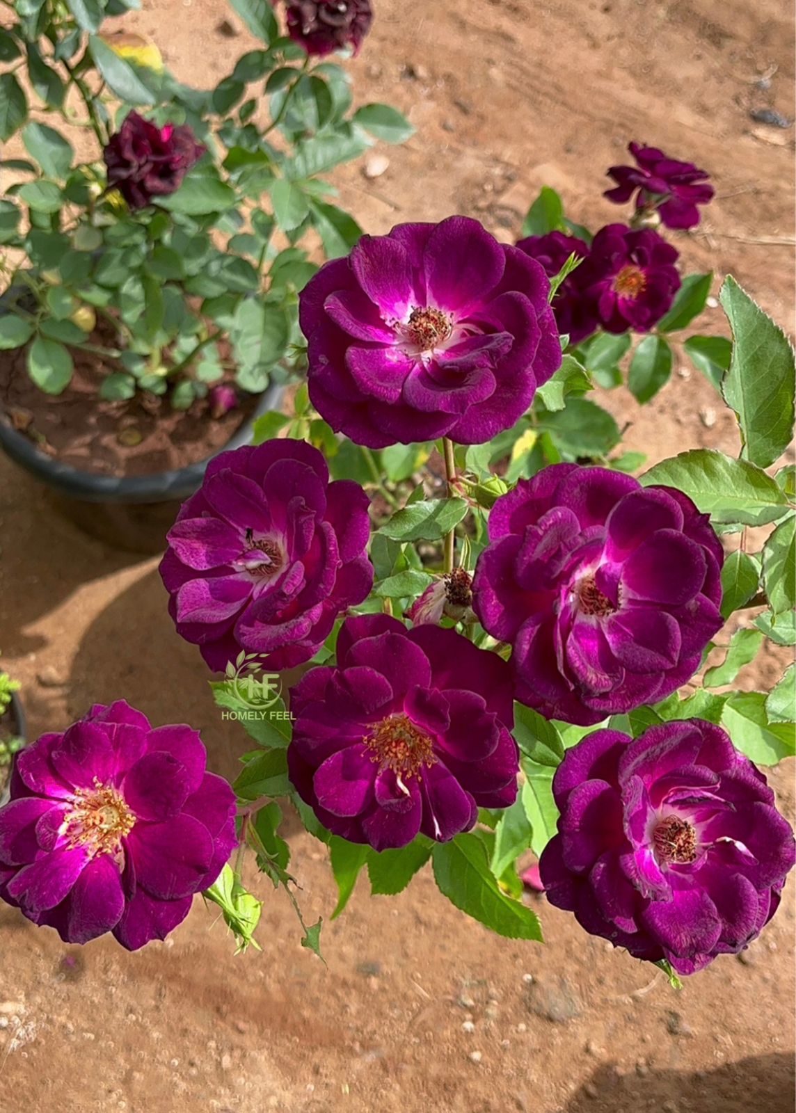 Midnight Blue Rose(Own Rooted-Nadan)