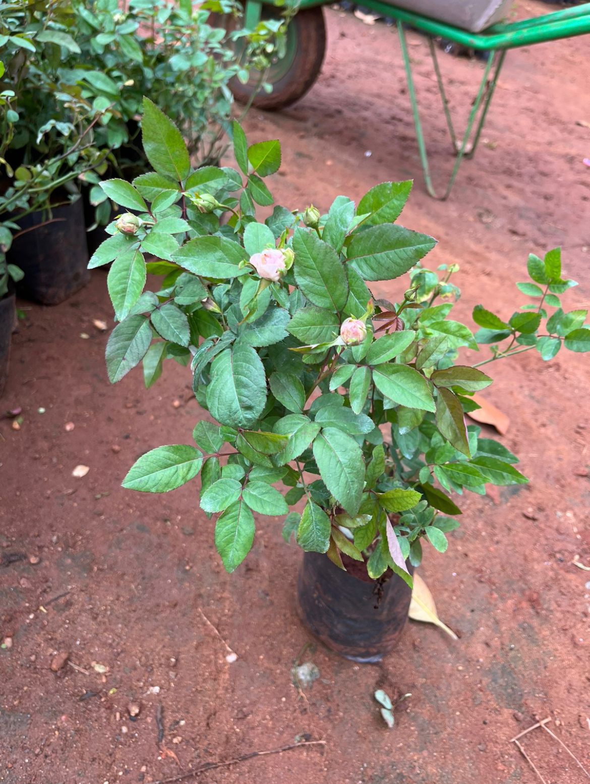 Brittish Queen Rose(Own Rooted, Scented)