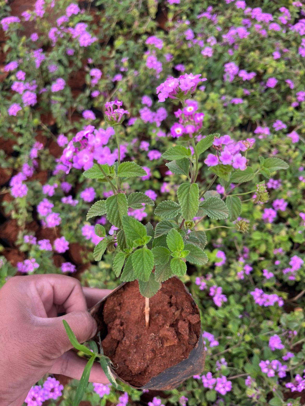 Lantana Purple(creeper,hanging)