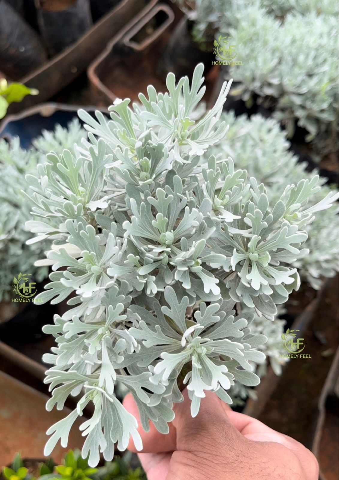 Lavender (Crossostephium)
