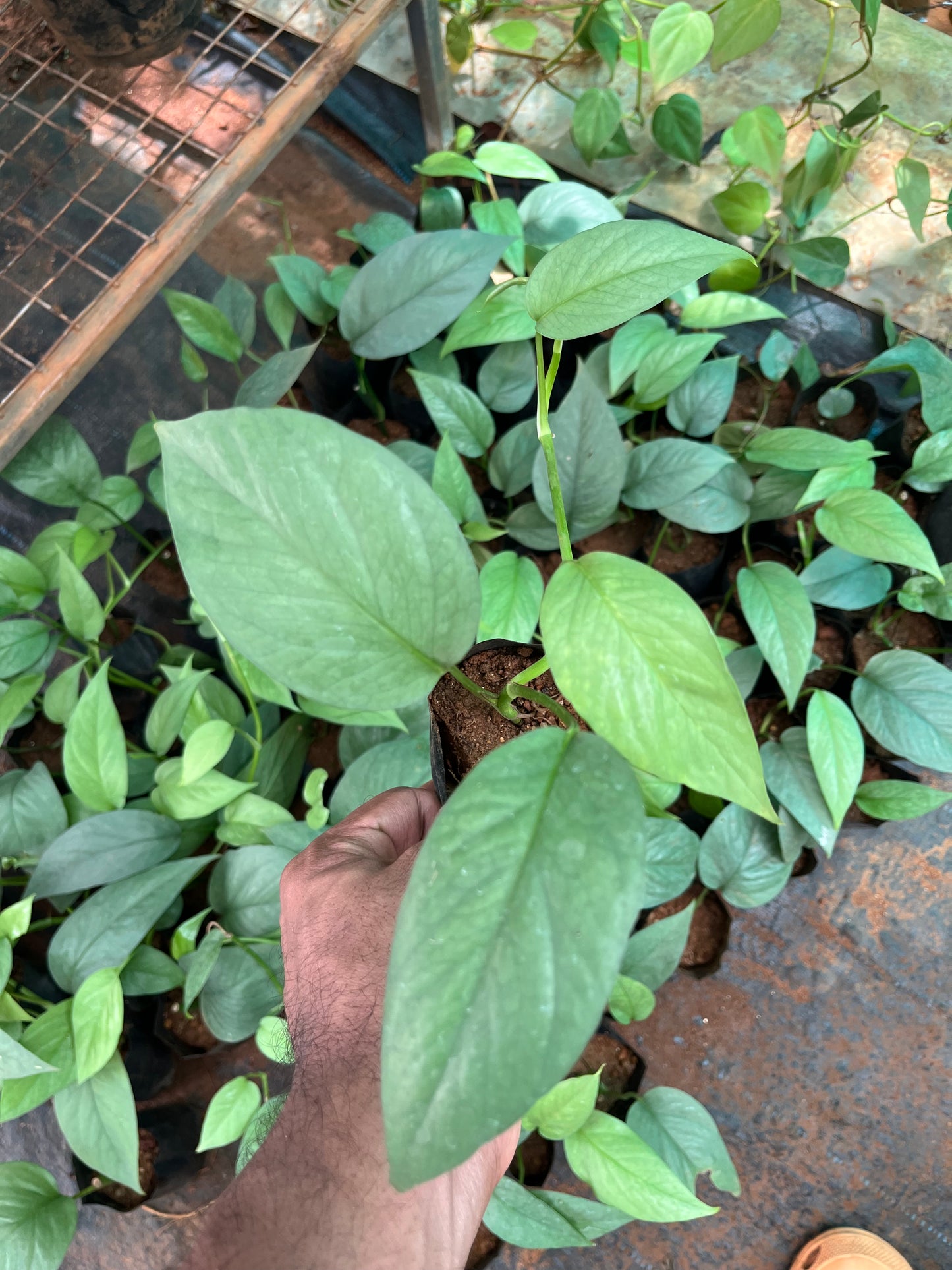 Epipremnum Pinnatum Cebu Blue