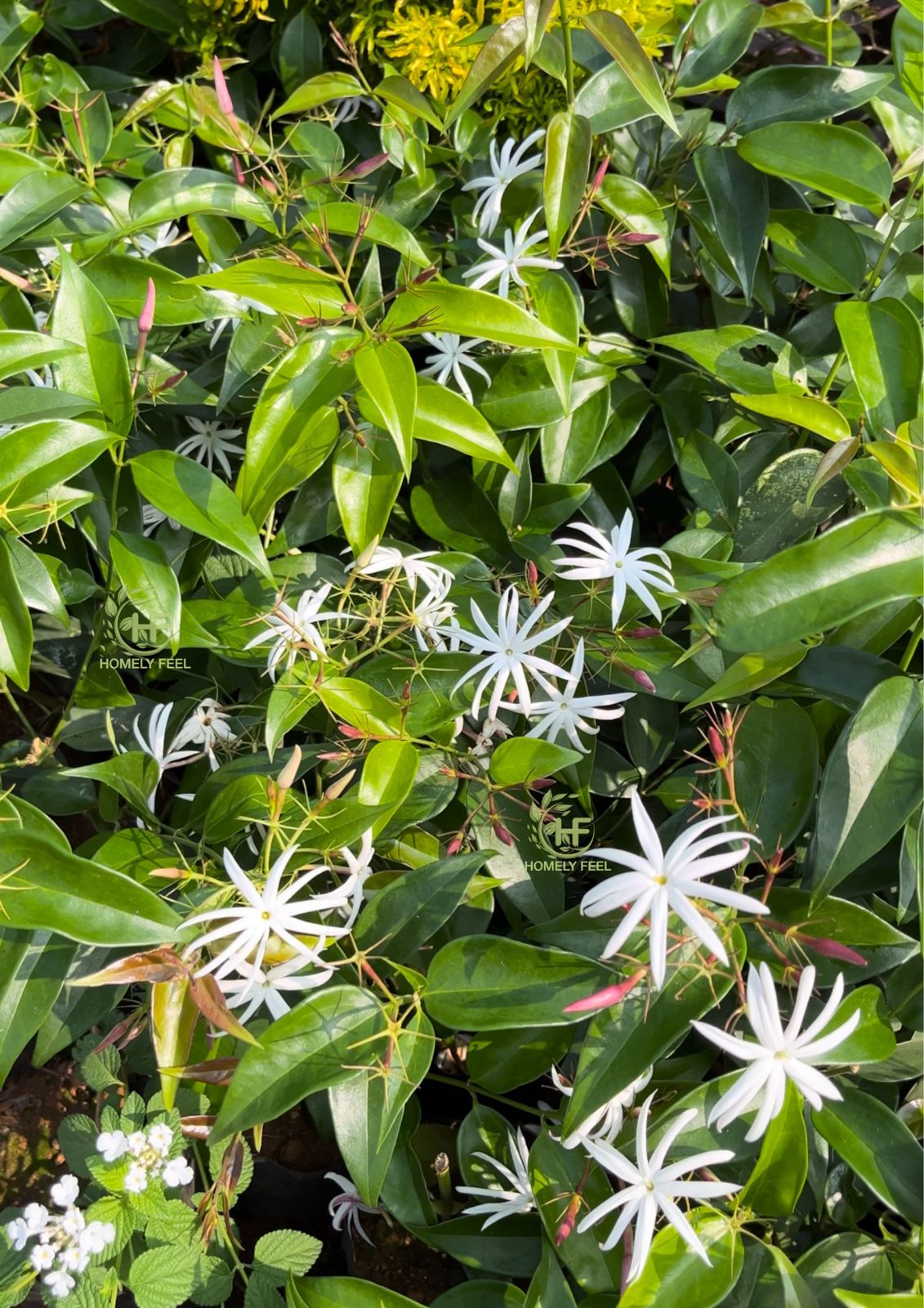 Andhra Jasmine/Sooji Mulla