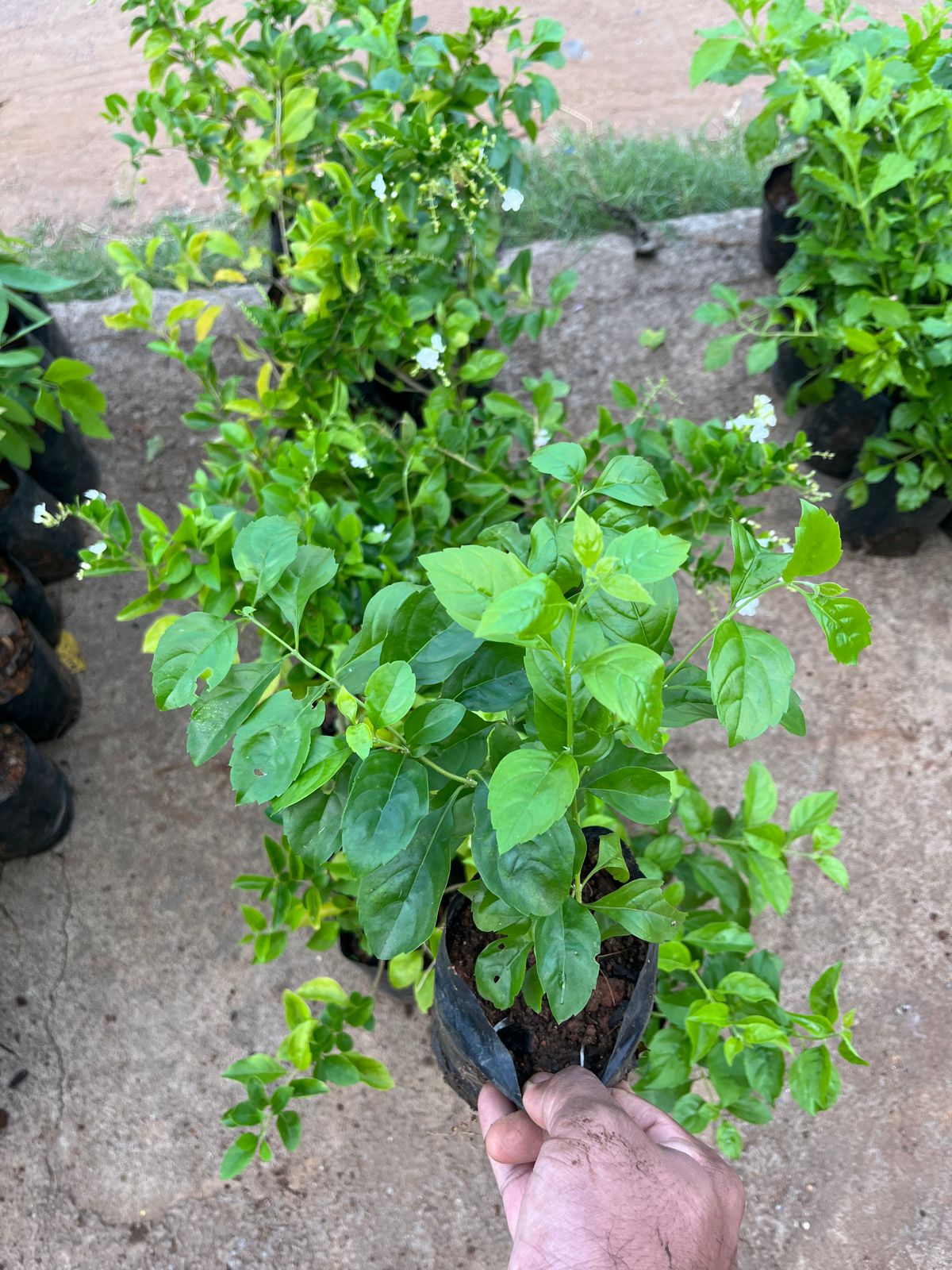 Duranta Erecta White(Scented)