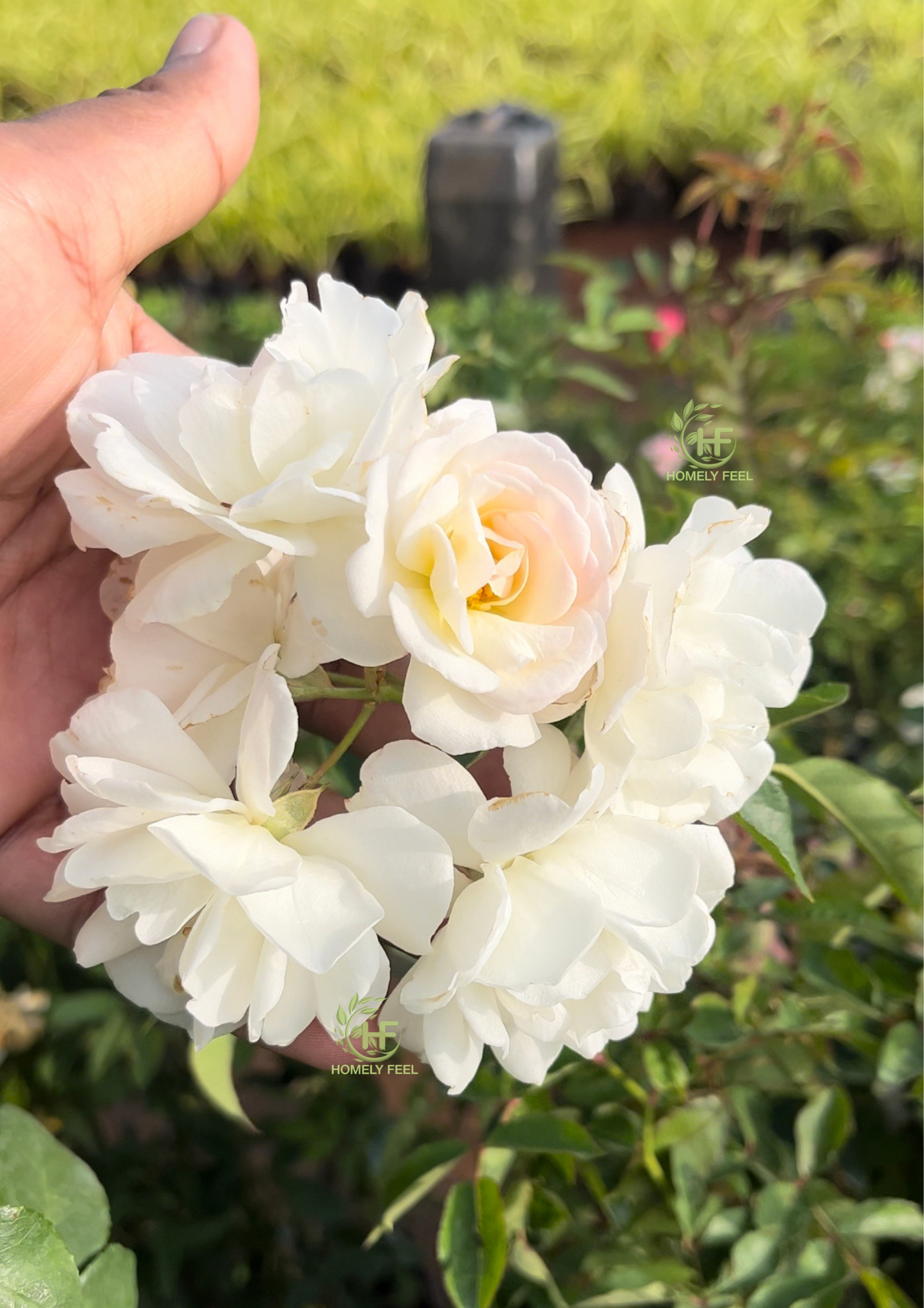 Climbing Rose White(Own Rooted-Nadan)