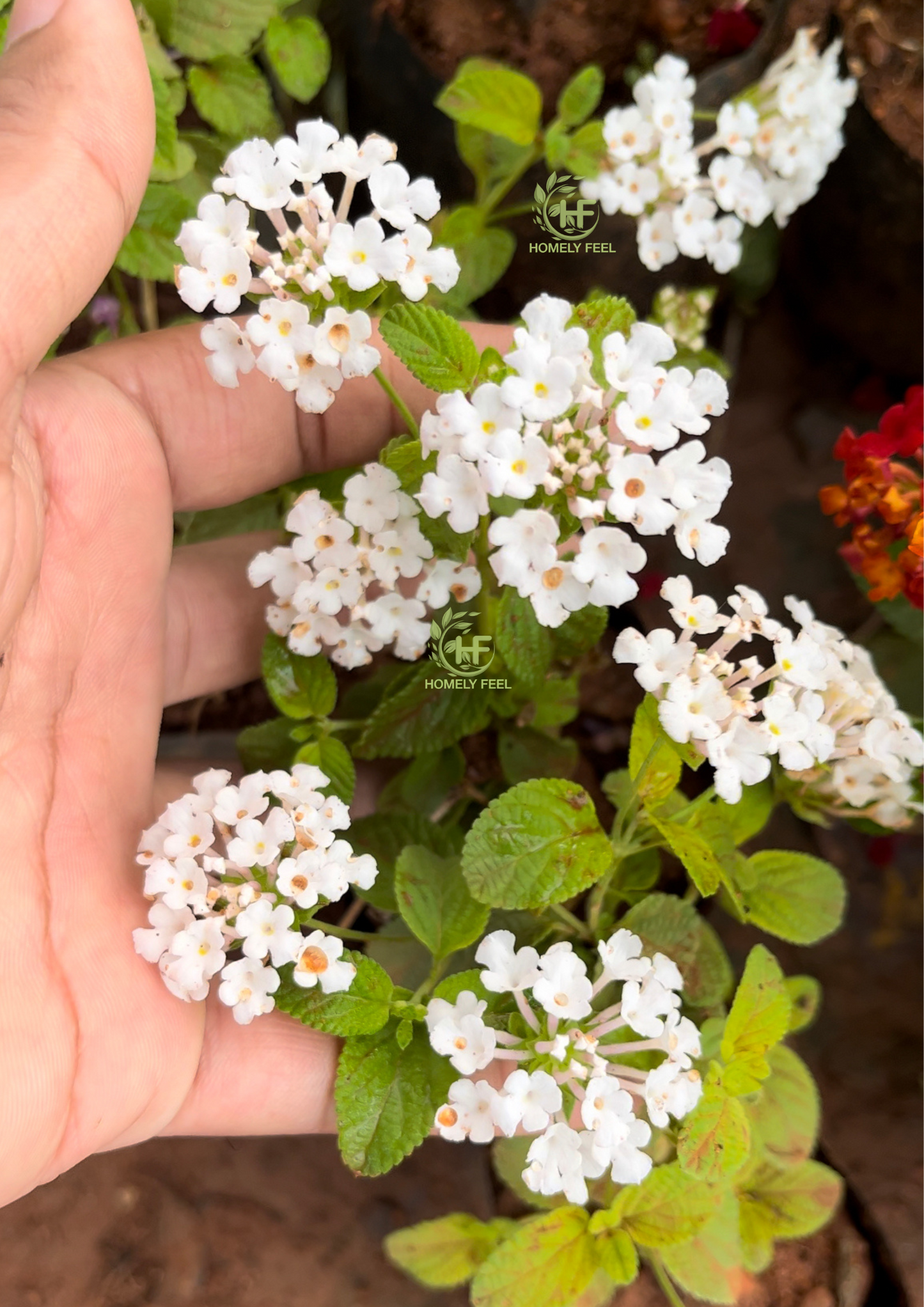 Lantana White(creeper,hanging)