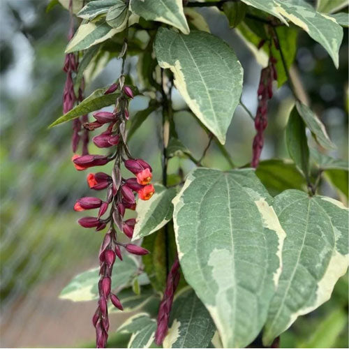 Thunbergia Coccinea Variegated