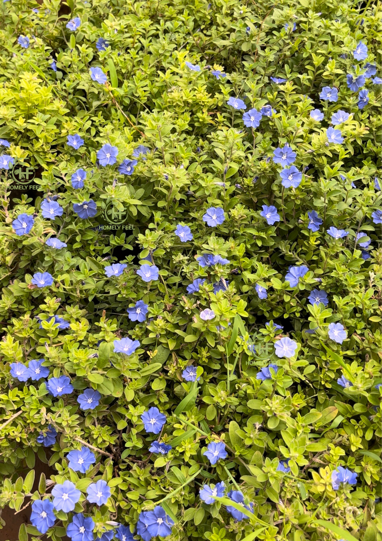 Blue daze/Dwarf Morning Glory.