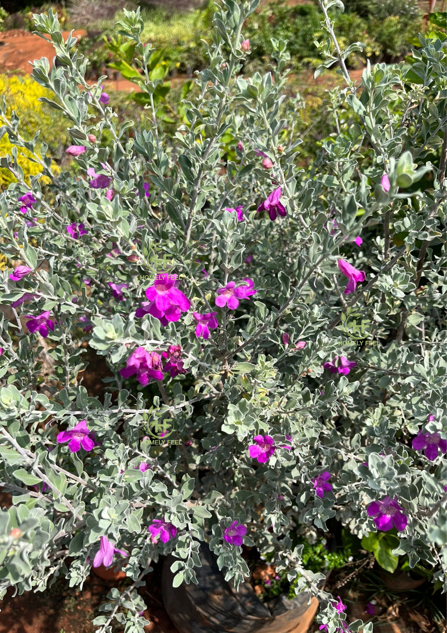 Nikodia(Texas sage)