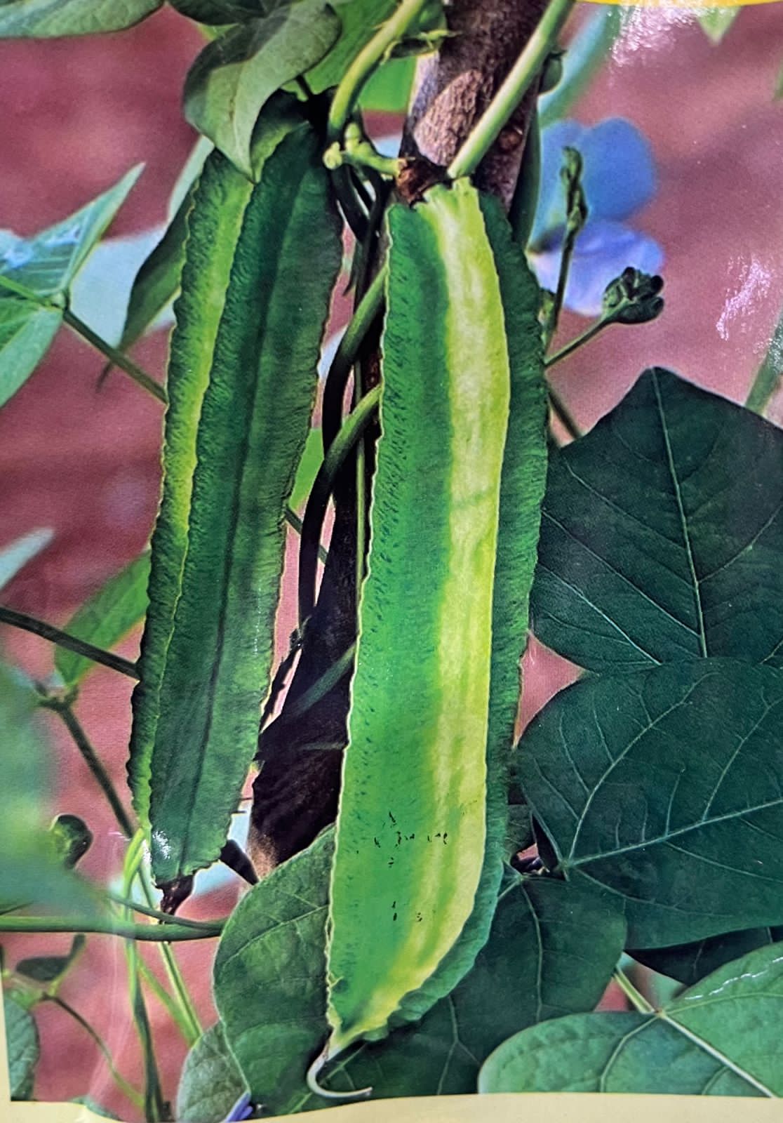 Winged Beans Seed(ചതുര പയർ)