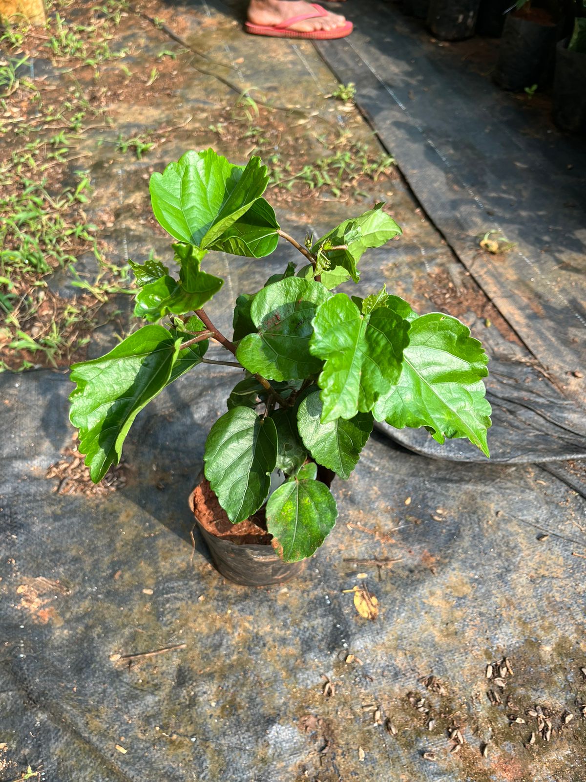 Hibiscus Orange Double Layer