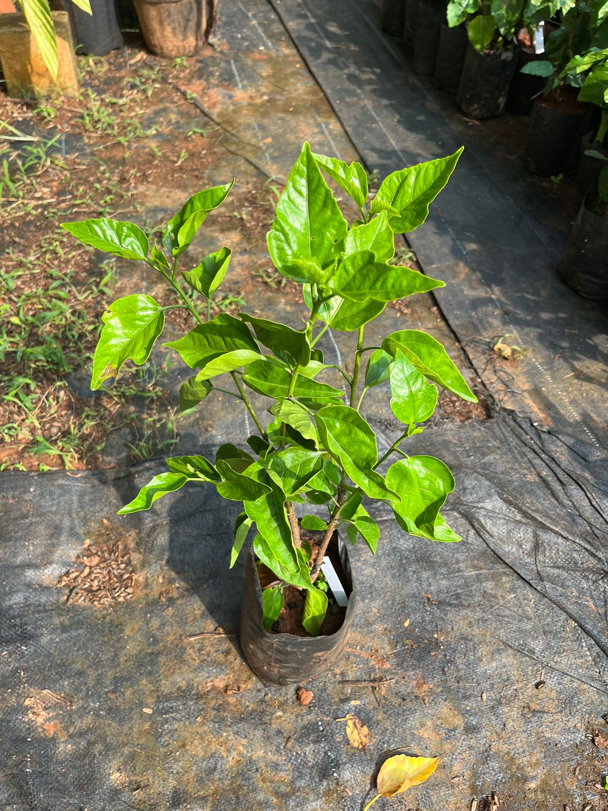 Hibiscus Orange-Code 8