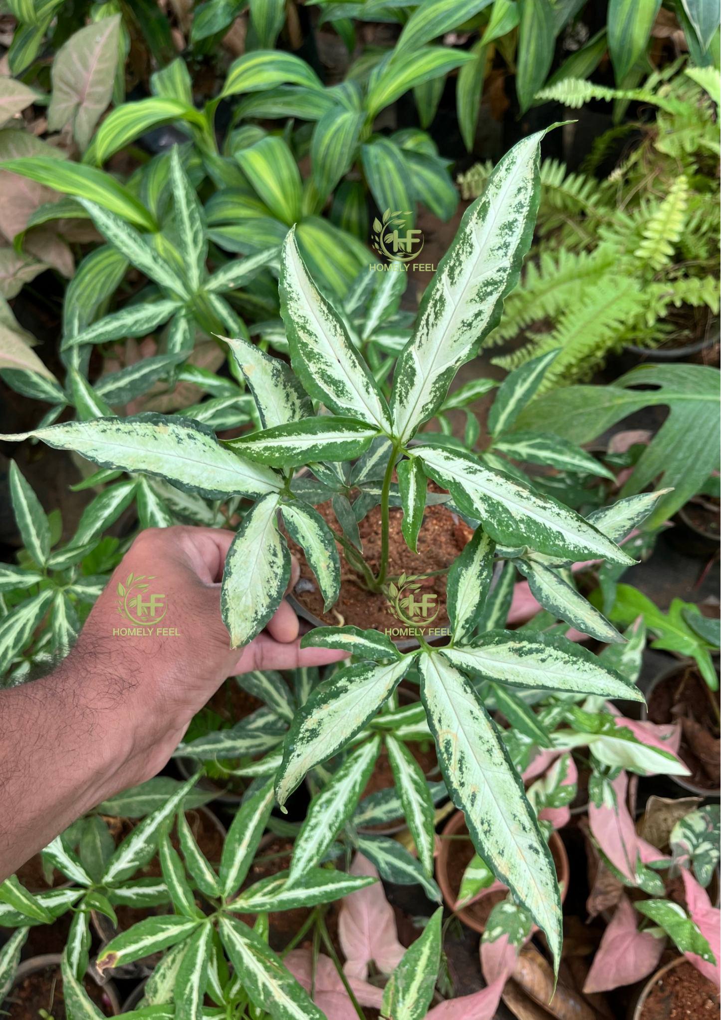 Syngonium Little Star