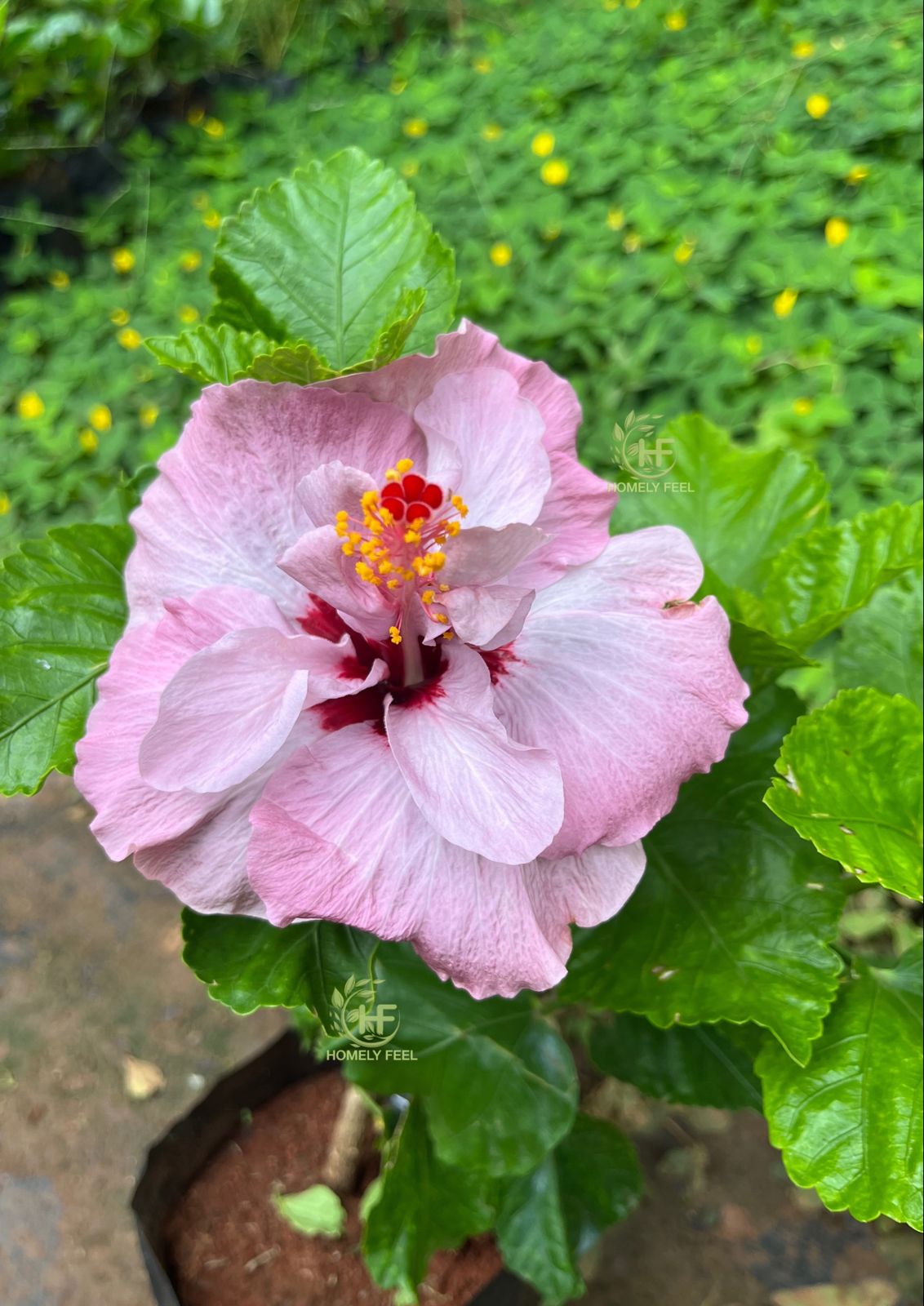 lavender hibiscus flower Hibiscus lavender multi layer hybrid – Homely Feel Gardens