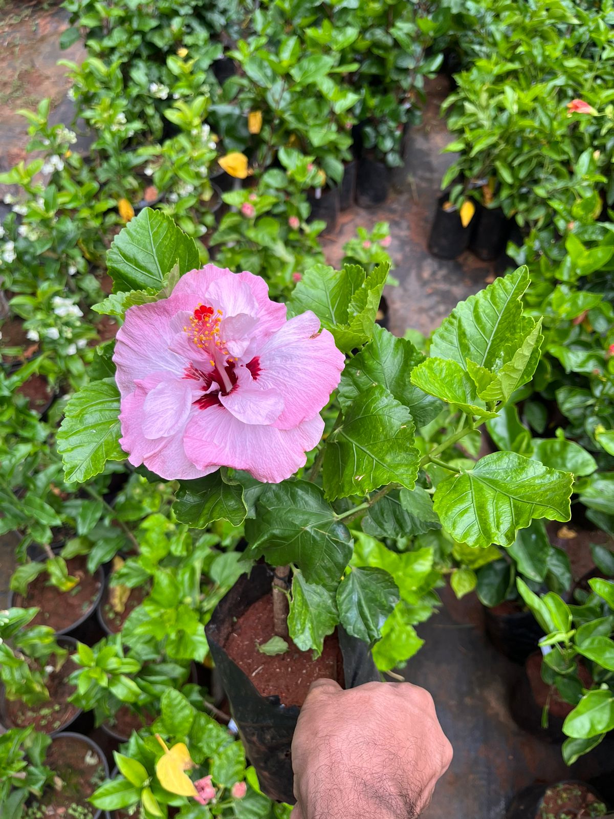 Hibiscus lavender multi layer hybrid