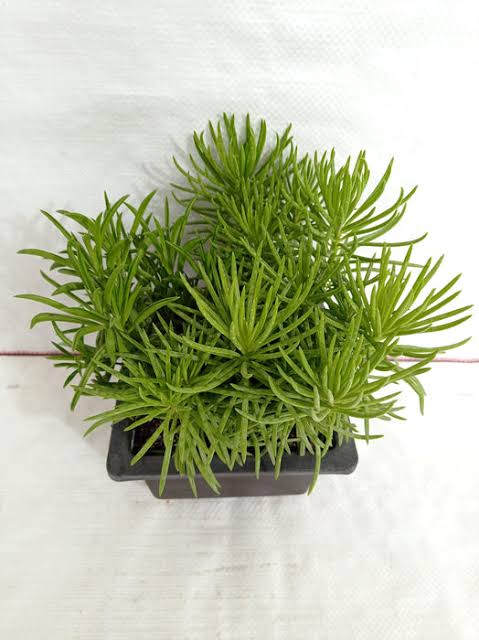 Succulent Bush