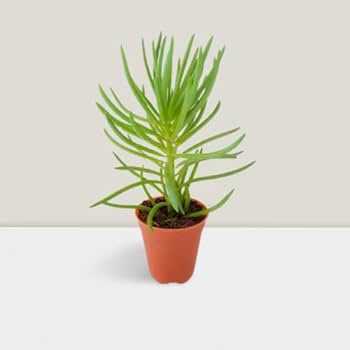 Succulent Bush