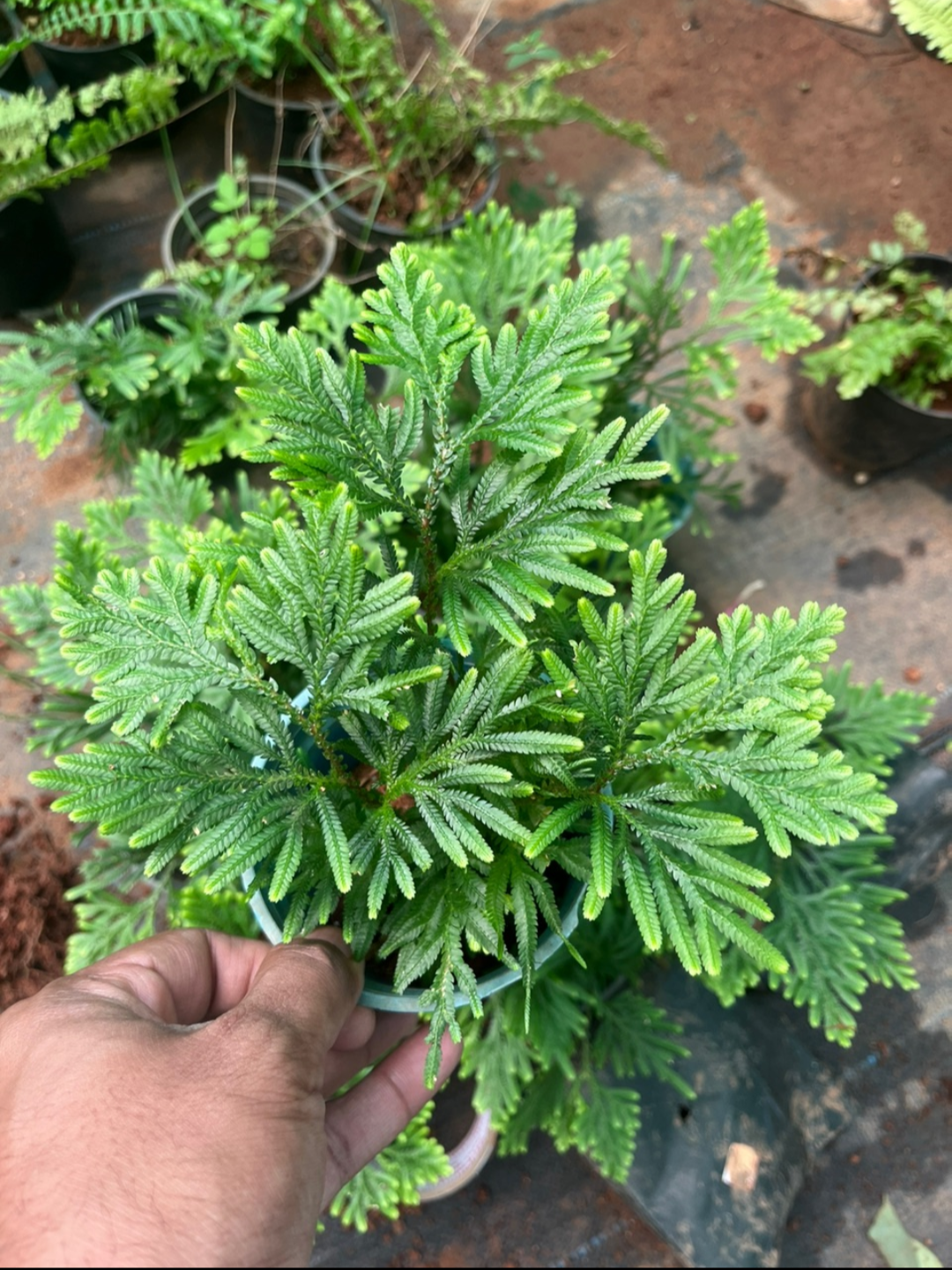 Selaginella Plana Fern