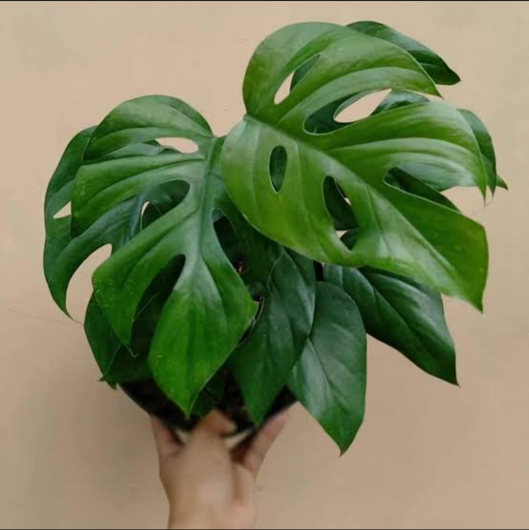 Raphidophora Pertusa