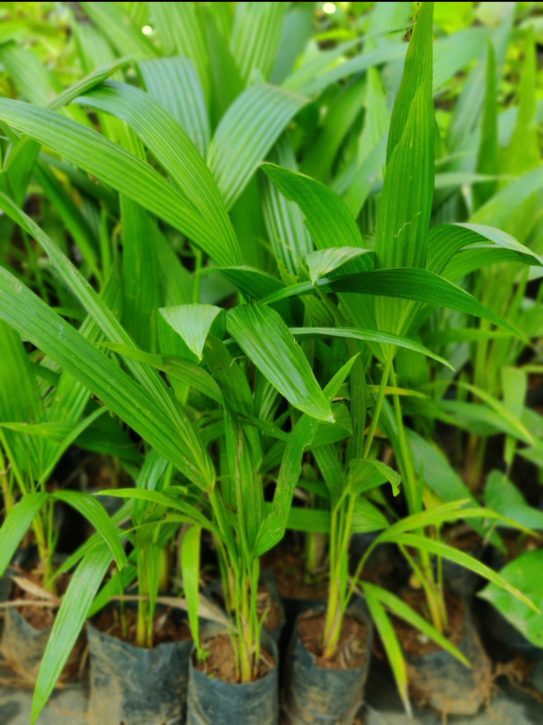 Red Palm Small