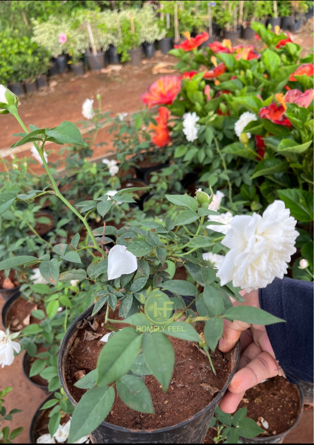 Desi White Rose
