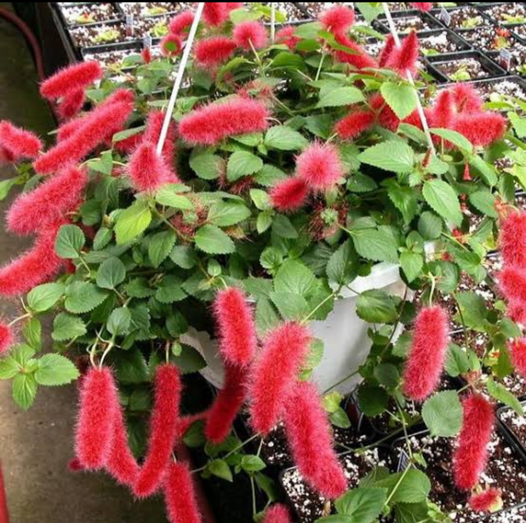 Acalypha Firetail Hanging Variety